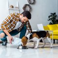 犬がブリ(鰤)を食べ…