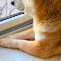 『半年ぶりに、孫が…