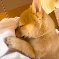 子犬を迎えて1ヵ月が…