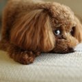 犬が「嫌です」と言…