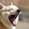 犬が嫌がってる時に…