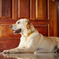 犬が飼い主の帰宅時…