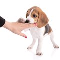 子犬にありがちな『…