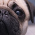 飼い主に依存しすぎ…