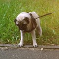 犬が散歩中に『突然…