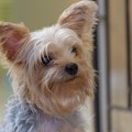 犬がガッカリしてし…
