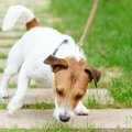犬が散歩中にニオイ…