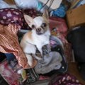 犬を不潔な環境で育…