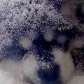 雪が降る中、ベラン…
