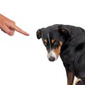犬が『自信を喪失す…