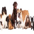 犬の年齢は人間でい…