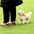 ドッグランで飼い主…