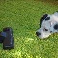 犬が苦手なものを見…