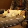 ワンコも泊まれる贅…