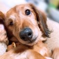 シッポと片目が無い…