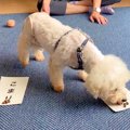 保護犬に『自分で名…