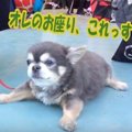 マテ選手権に挑戦！…