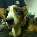 犬の「生きた展示品…
