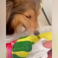 『大泣きする赤ちゃ…