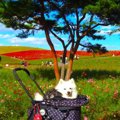 愛犬と行きたい秋の…