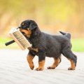 犬のブラッシングを…