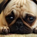 犬に寂しい思いをさ…