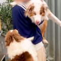 犬を抱っこした結果…