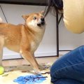 もし飼い主が突然泣…