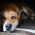 犬は捨てられるとど…