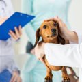 犬に『納豆』を与え…