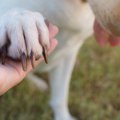 犬が爪を噛むのはな…