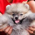 なぜ人は犬を飼うと…