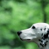 これから犬を飼う人…