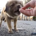 犬の性格は千差万別…