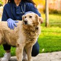 動物看護士のプロの…