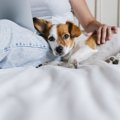 カワイイ♡犬が「甘え…
