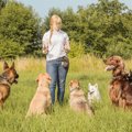 犬に関わる仕事の年…