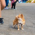 犬が不満を感じてい…