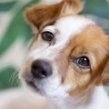 犬が人の足の間に座…
