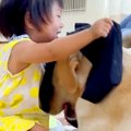 お昼寝している大型…