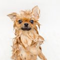 犬に『人間用のシャ…