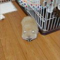 家事のことで夫婦喧…