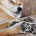 犬が運動不足になっ…