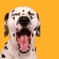 犬が『我慢』をして…