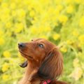 人気犬種の宿命…『犬…