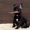犬を飼うリスク2つ！…
