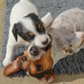 親犬が子犬を噛む理…