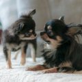 【ギネス記録も】犬…