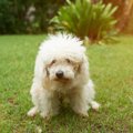 蛋白漏出性腸症【犬…