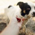 犬に『敵だ』と勘違…